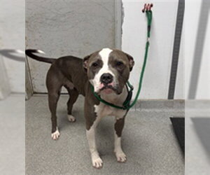 American Staffordshire Terrier-Unknown Mix Dogs for adoption in Palmetto, FL, USA