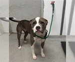 Small American Staffordshire Terrier Mix