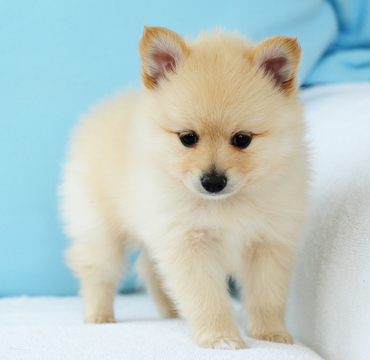 Medium Photo #3 Pomeranian Puppy For Sale in FRAZER, PA, USA