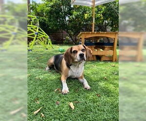 Louie-He's got a sponsor! - Male Puggle Dog for Adoption - Photo #11