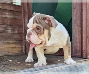 English Bulldog Puppy for sale in SAN ANTONIO, TX, USA