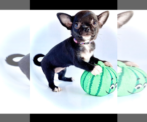 Medium Photo #1 Chihuahua Puppy For Sale in SAN ANTONIO, TX, USA