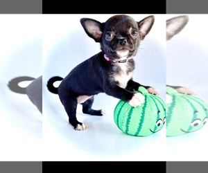 Chihuahua Puppy for Sale in SAN ANTONIO, Texas USA