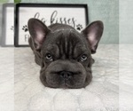 Small #4 French Bulldog