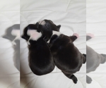 Small Photo #8 Boston Terrier Puppy For Sale in NEW PORT RICHEY, FL, USA