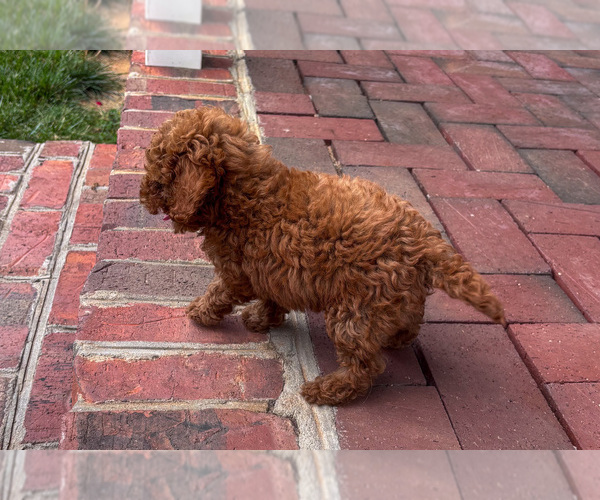Medium Photo #4 Poodle (Miniature) Puppy For Sale in NATHALIE, VA, USA