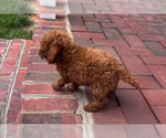 Small #3 Poodle (Miniature)