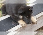 Small Photo #23 German Shepherd Dog Puppy For Sale in NOBLE, OK, USA