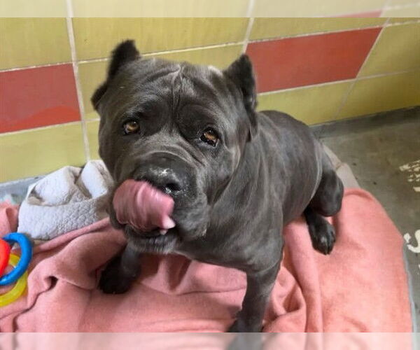 Medium Photo #1 Mastiff Puppy For Sale in Redwood City, CA, USA