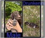 Small #13 German Shorthaired Pointer