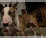 Small Photo #1 Bull Terrier Puppy For Sale in LAND O LAKES, FL, USA