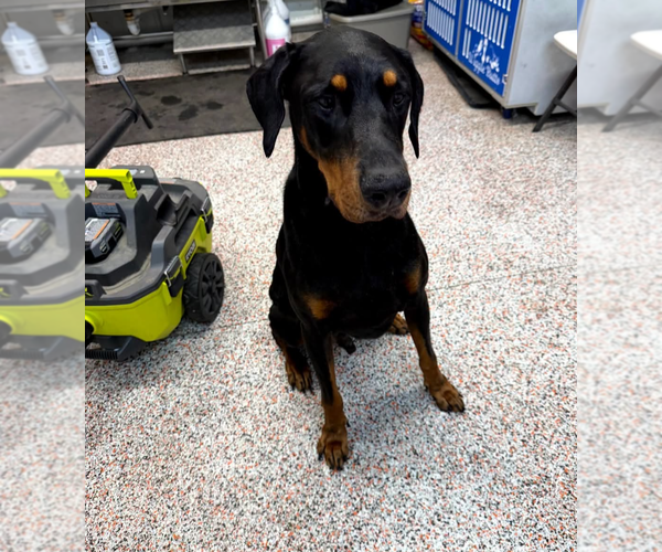 Medium Photo #4 Doberman Pinscher Puppy For Sale in Buffalo, MN, USA