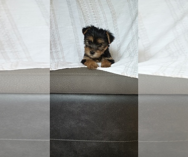 Medium Photo #19 Yorkshire Terrier Puppy For Sale in BENSON, NC, USA