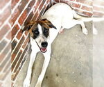 Small #5 Rat Terrier Mix
