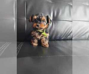 Yorkshire Terrier Puppy for Sale in CEDAREDGE, Colorado USA