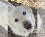 Small Great Pyrenees