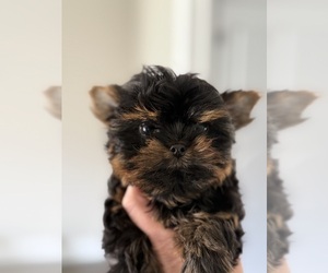 Biewer Terrier Puppy for sale in ELMHURST, IL, USA