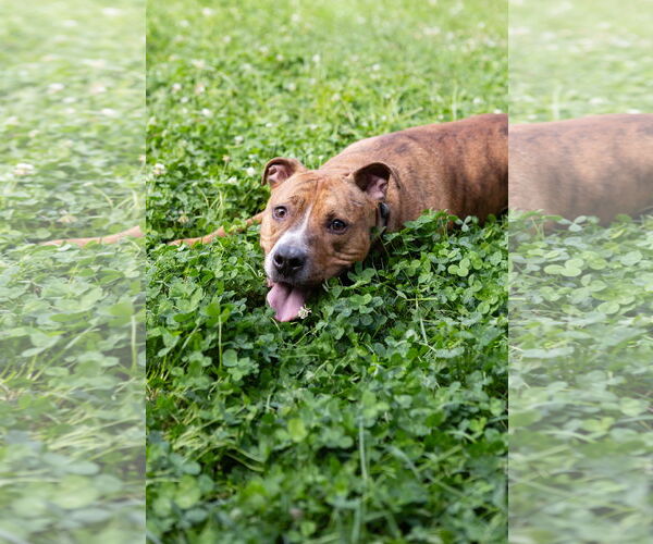 Medium Photo #7 Mutt Puppy For Sale in Crete, IL, USA