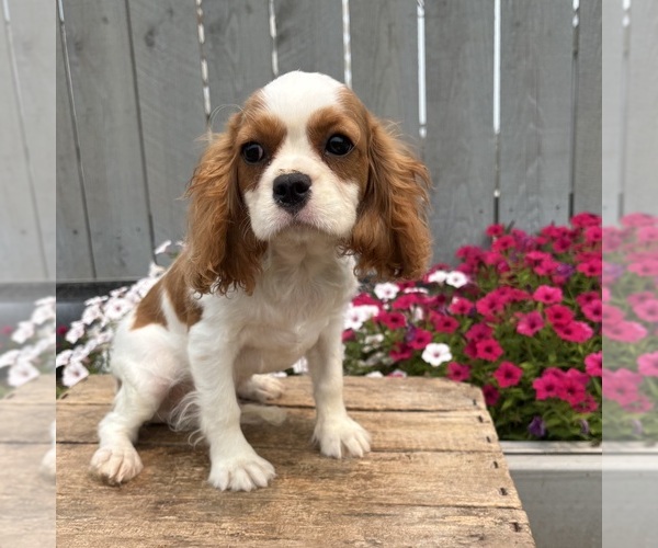 Medium Photo #4 Cavalier King Charles Spaniel Puppy For Sale in MIDDLEBURY, IN, USA