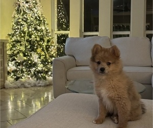 Pomeranian Puppy for Sale in VENICE, Florida USA