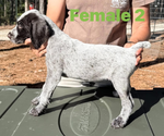 Puppy Puppy 4 German Wirehaired Pointer