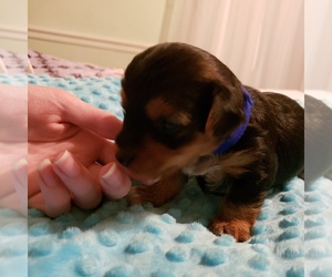 Yorkshire Terrier Puppy for sale in HENDERSON, NC, USA