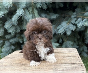 Shih Tzu Puppy for sale in MIDDLEBURY, IN, USA