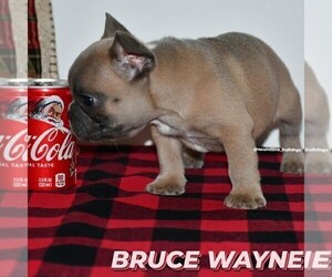 French Bulldog Puppy for sale in GRAHAM, WA, USA