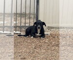 Small #6 Border Collie Mix