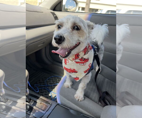 Medium Photo #3 Bichon Frise-Unknown Mix Puppy For Sale in Cuyahoga Falls , OH, USA