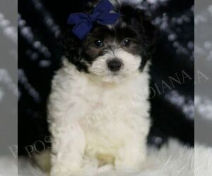 Maltipoo Puppy for sale in WARSAW, IN, USA