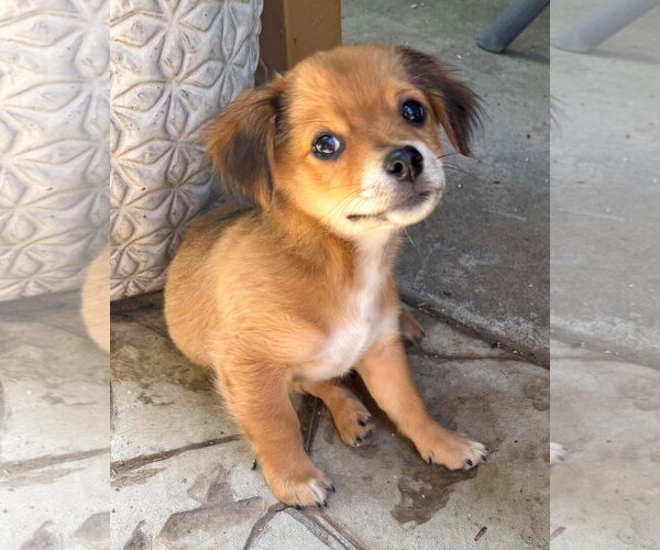 Medium Photo #2 Chihuahua-Colonial Cocker Spaniel Mix Puppy For Sale in Corona, CA, USA