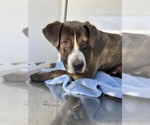 Mutt Dogs for adoption in Stockton, CA, USA