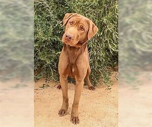 Delilah - Female Chesapeake Bay Retriever Dog for Adoption - Photo #2