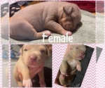 Puppy Puppy 5 American Bully