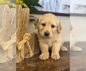 Golden Retriever Puppy for sale in FORDLAND, MO, USA