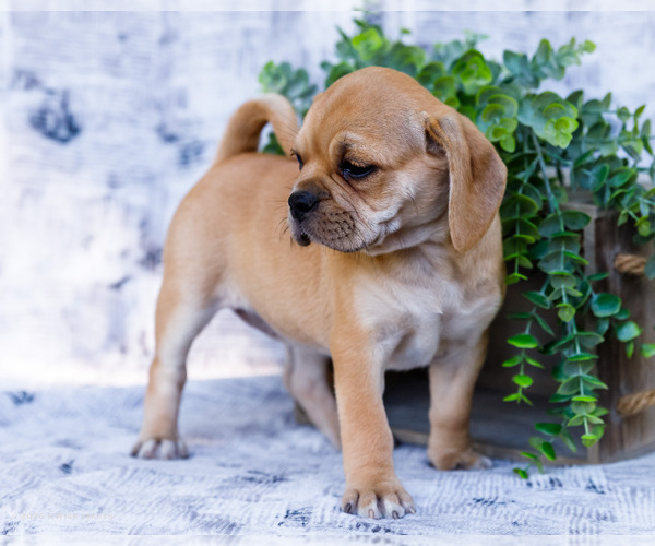 Medium Photo #6 Puggle Puppy For Sale in WAKARUSA, IN, USA