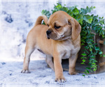 Small Photo #6 Puggle Puppy For Sale in WAKARUSA, IN, USA