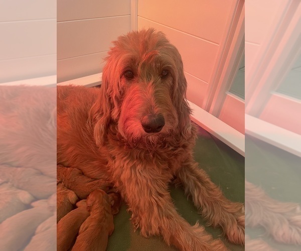 Medium Photo #1 Goldendoodle Puppy For Sale in PLACERVILLE, CA, USA