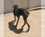 Small Photo #5 Doberman Pinscher Puppy For Sale in Apple Valley, CA, USA