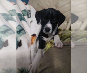 Border Collie Dogs for adoption in Winter, WI, USA