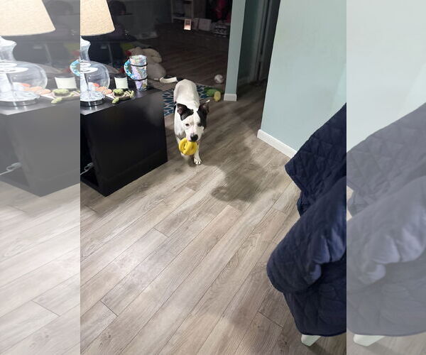 Medium Photo #7 Mutt Puppy For Sale in Lockport, NY, USA