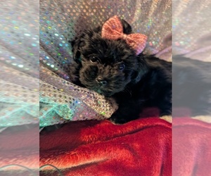 Morkie Puppy for sale in LONDON, KY, USA