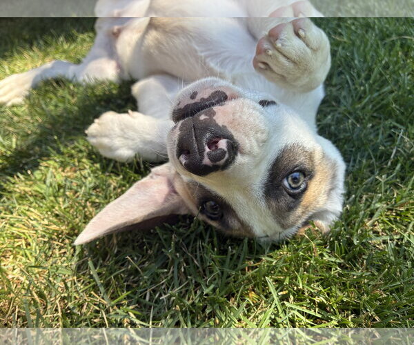Medium Photo #2 American Pit Bull Terrier-Unknown Mix Puppy For Sale in Sandy, UT, USA