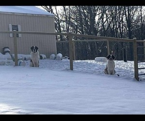 Mother of the Saint Bernard puppies born on 11/20/2025