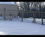 Small Photo #1 Saint Bernard Puppy For Sale in STANLEY, WI, USA