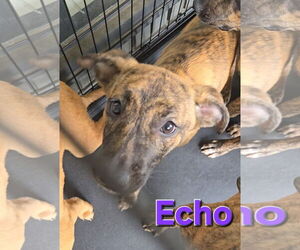 Echo - Female Siberian Husky-Unknown Mix Dog for Adoption - Photo #14