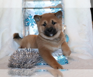 Shiba Inu Puppy for sale in SHILOH, OH, USA