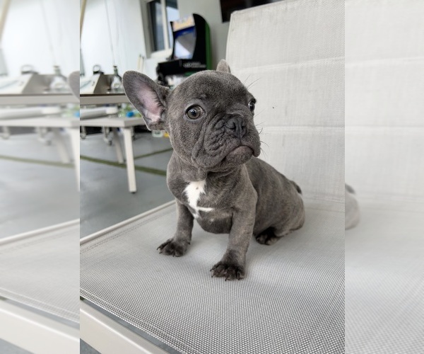 Medium Photo #4 French Bulldog Puppy For Sale in MIAMI, FL, USA