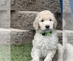 Puppy Puppy 2 Goldendoodle